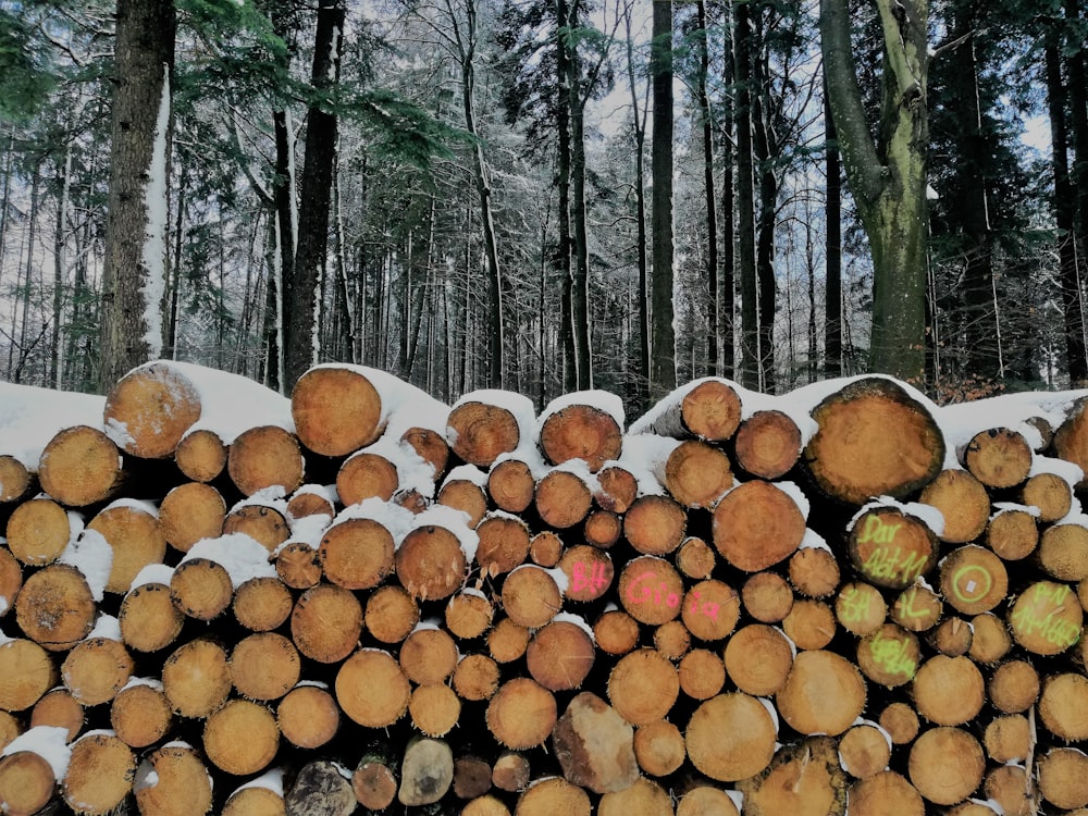 brown tree logs on forest during daytime