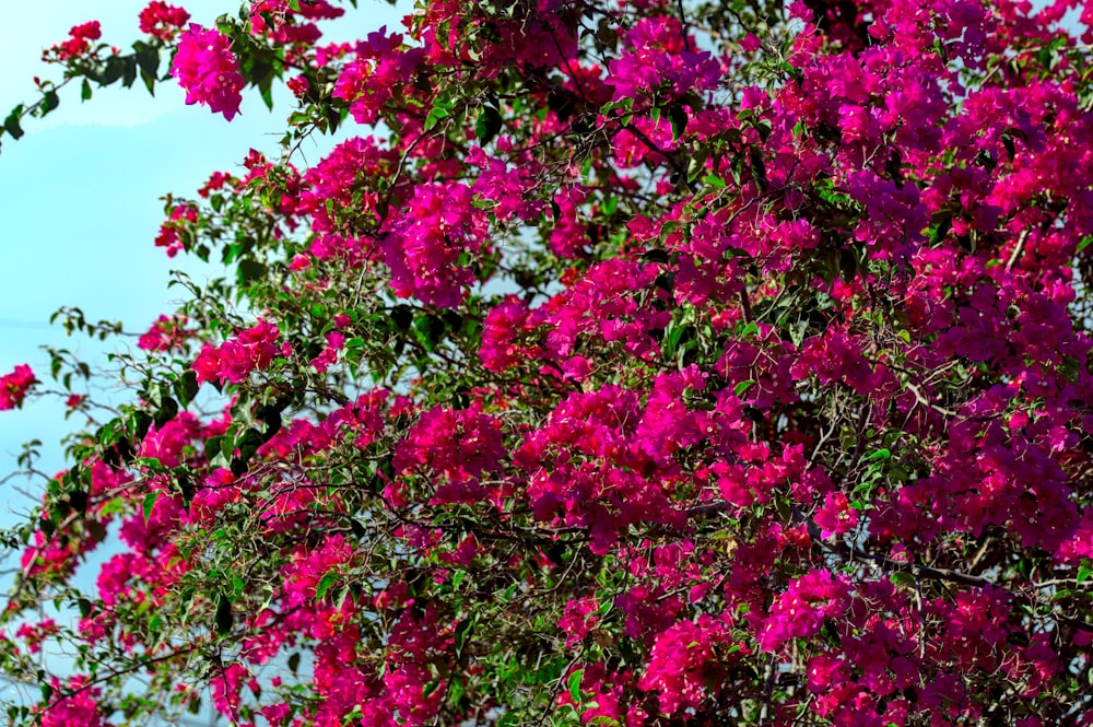 fiori rosa sotto il cielo blu durante il giorno