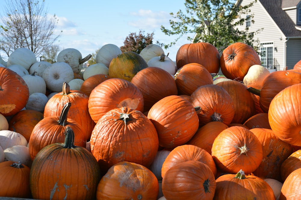 orange pumpkins on green grass field during daytime