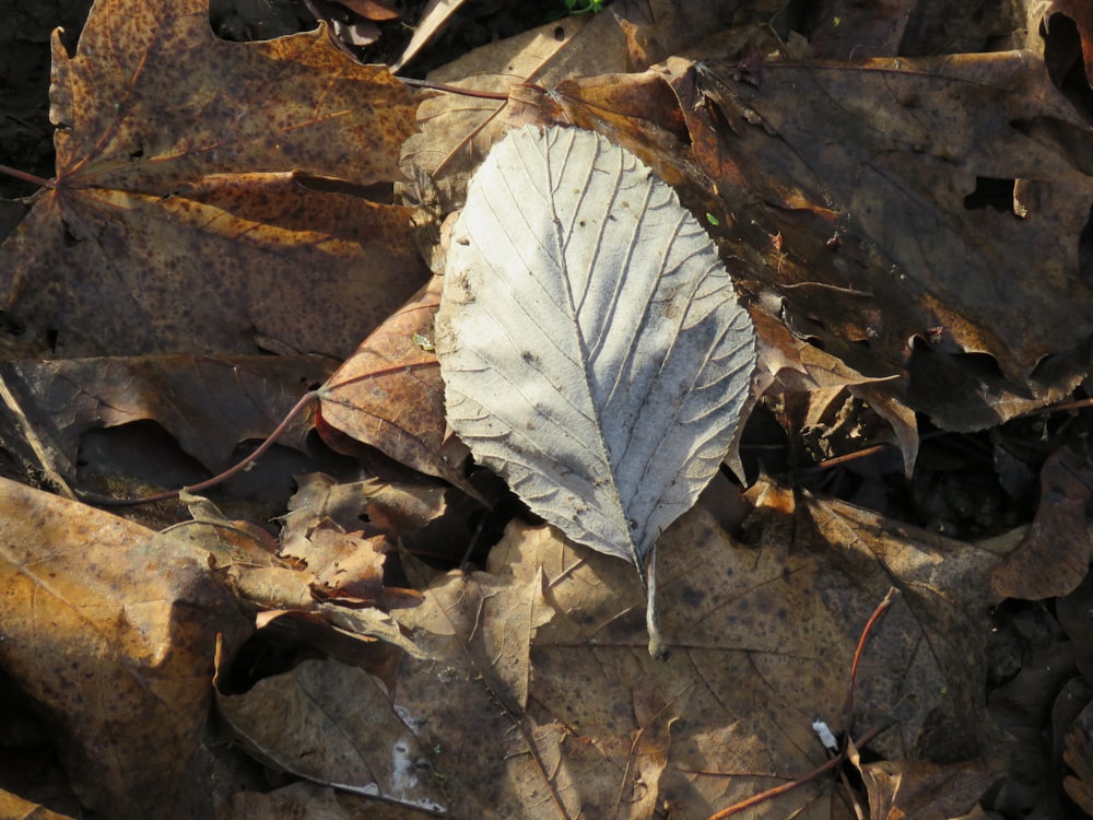 white and brown leaf on brown dried leaves