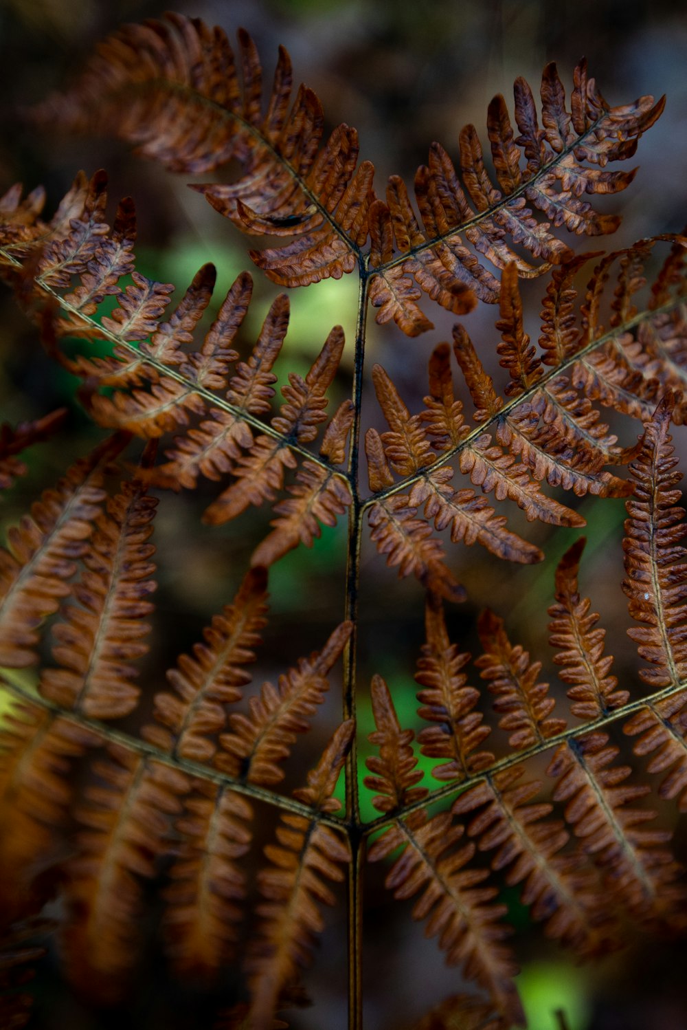 brown and green pine tree