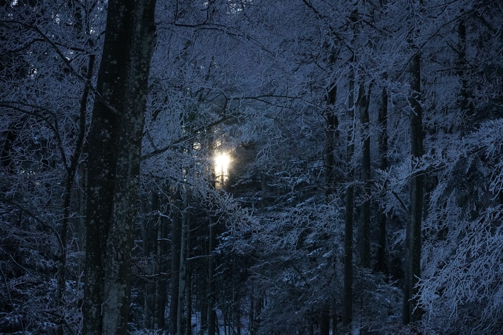 snow covered trees during daytime