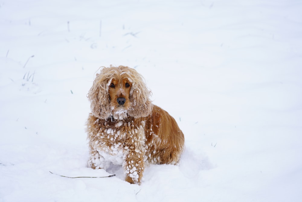 brown long coated dog on snow covered ground