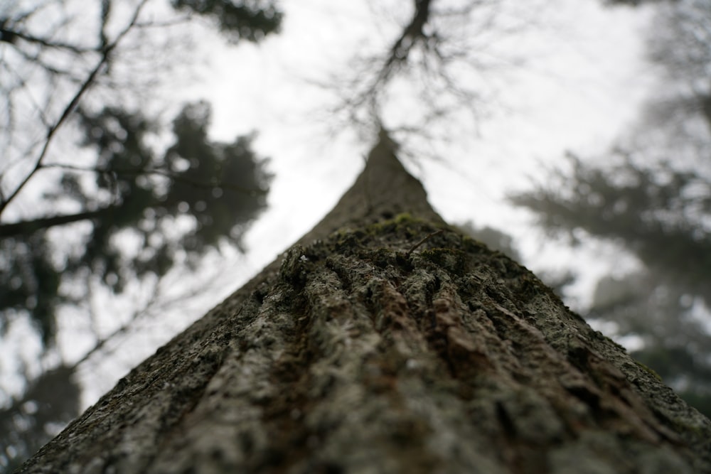 low angle photography of brown tree trunk