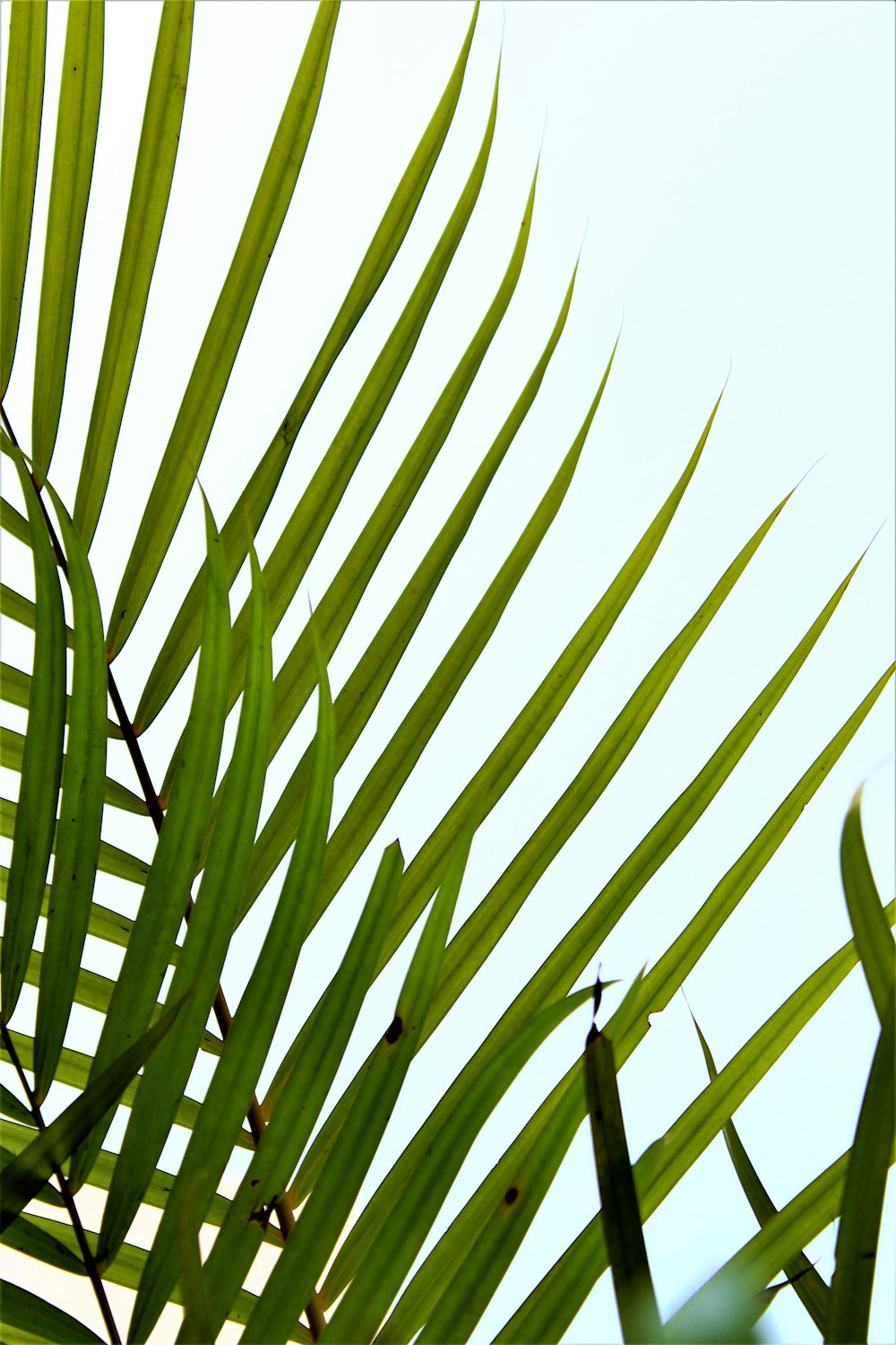 green palm tree during daytime