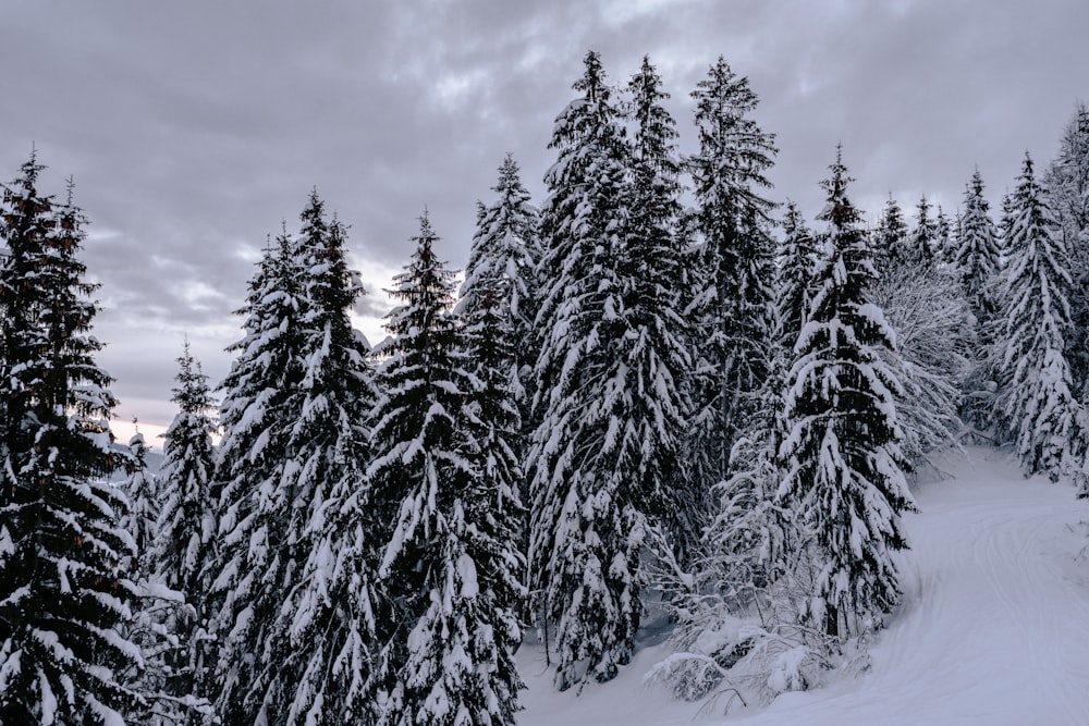 Grüne Kiefern auf schneebedecktem Boden unter bewölktem Himmel tagsüber