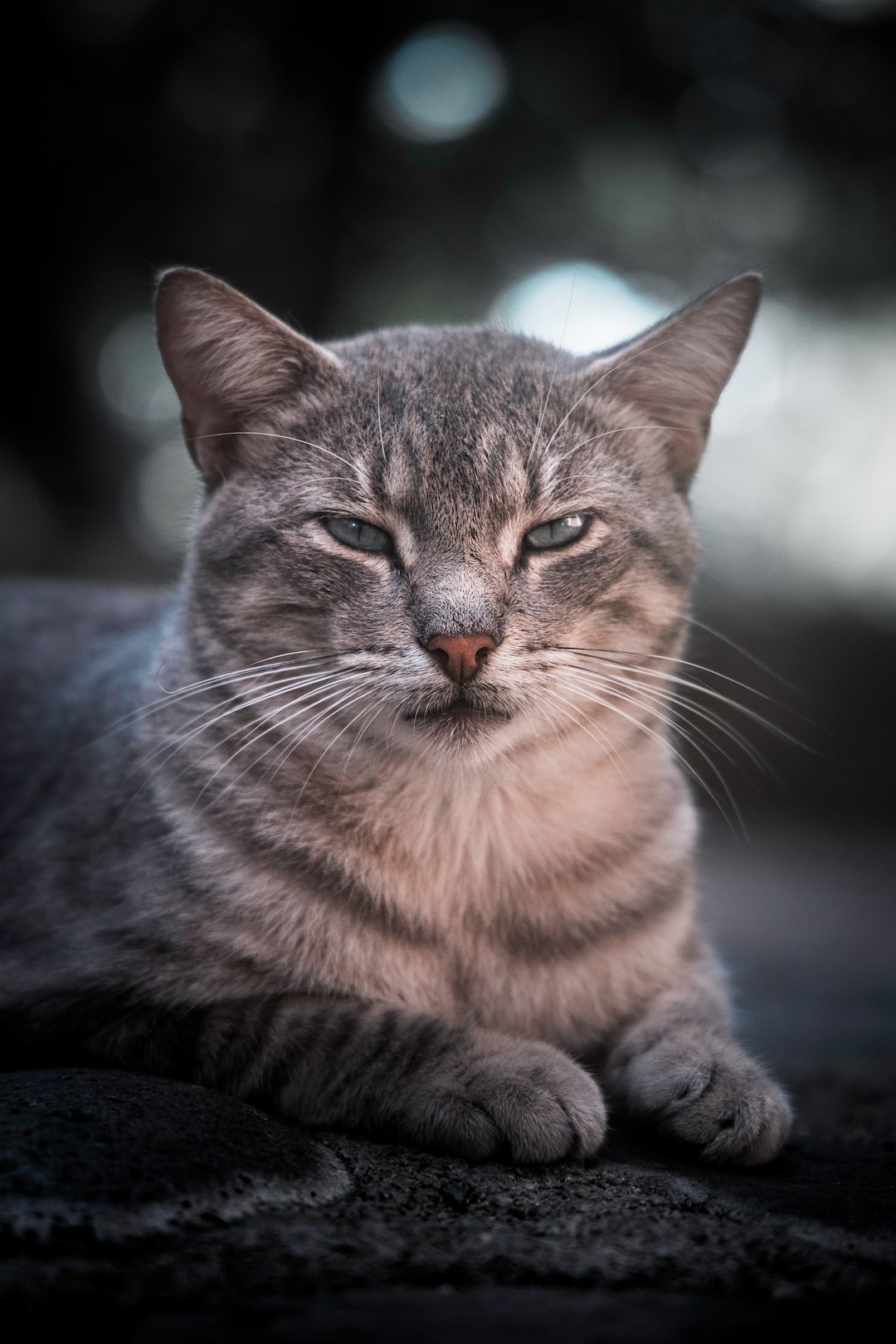 brown tabby cat in close up photography