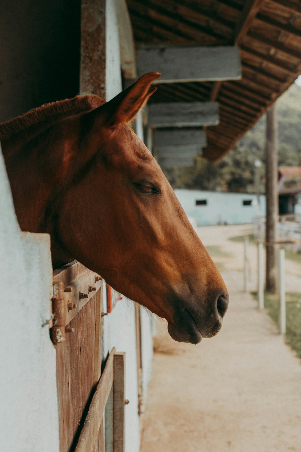 cheval brun dans une cage en bois blanc