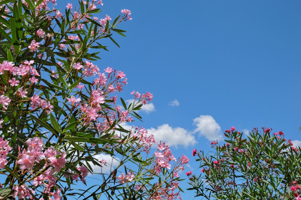 pink flowers under blue sky during daytime