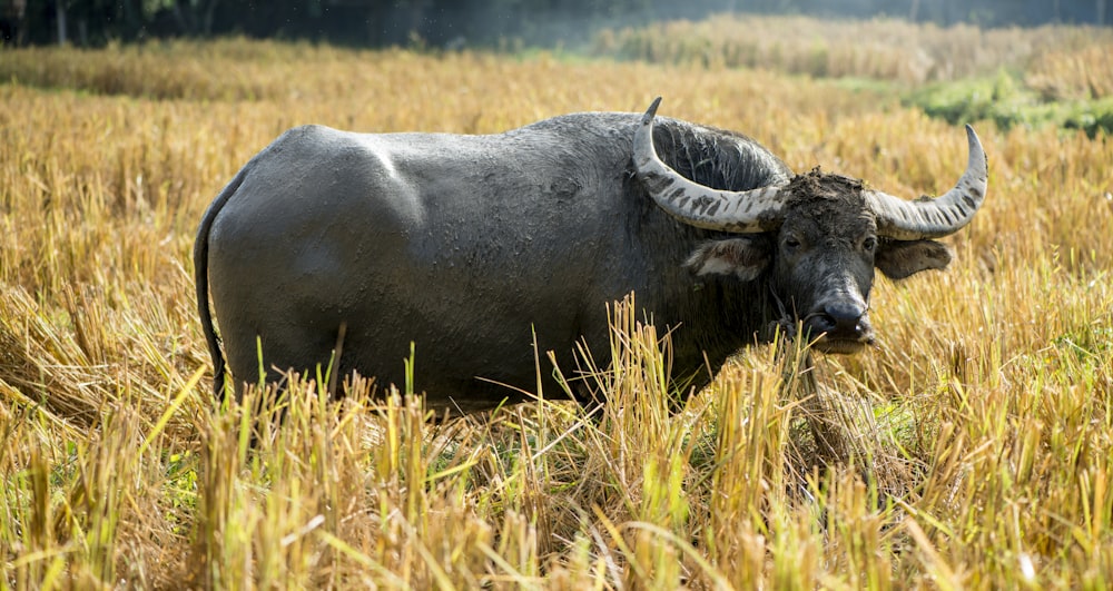 Buffle d’eau noire sur un champ d’herbe brune pendant la journée