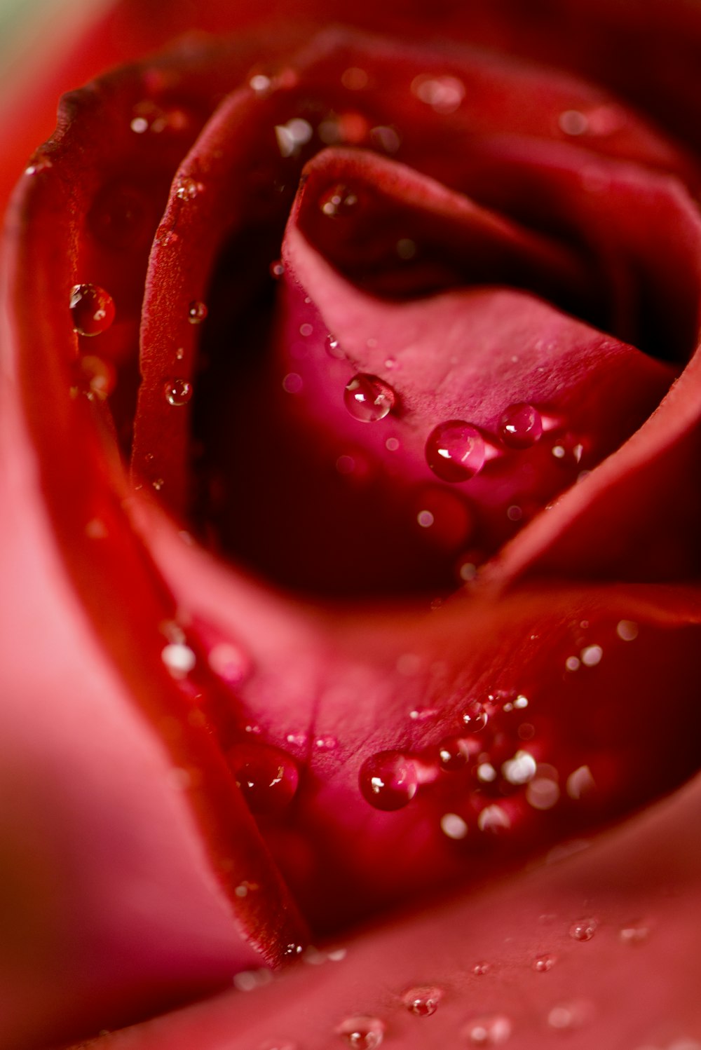 rose rouge avec des gouttelettes d’eau