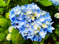A close-up of a blue hydrangea blooming in a garden.