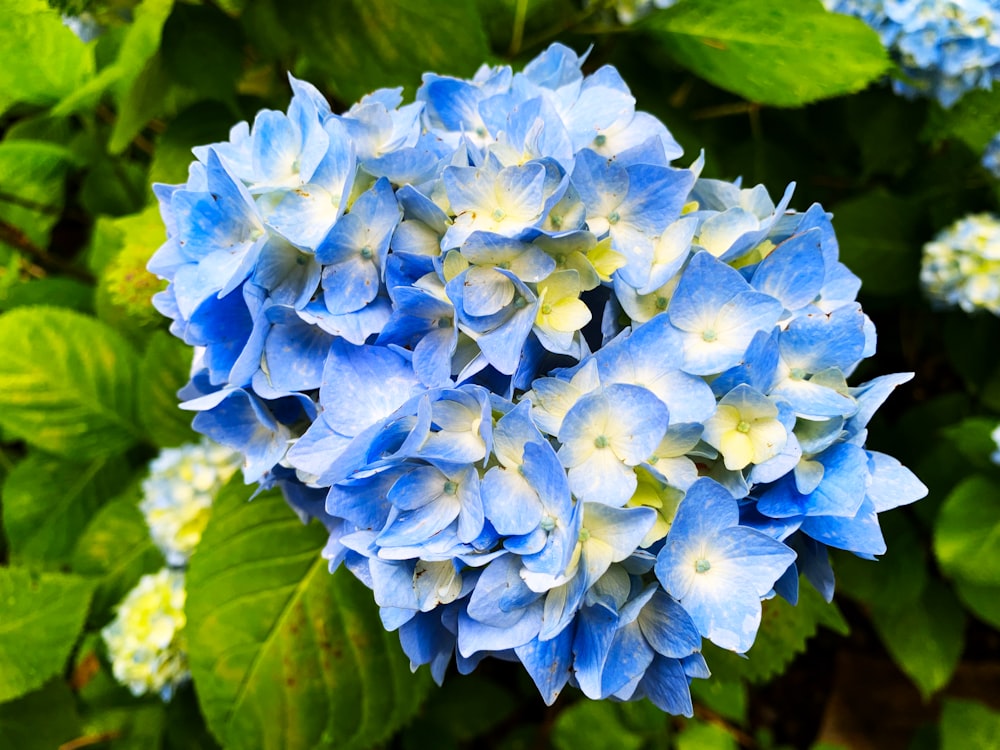 blue flowers with green leaves