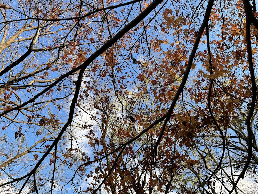 Árboles marrones y verdes bajo el cielo azul durante el día