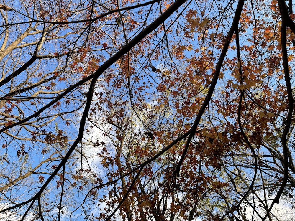 brown and green trees under blue sky during daytime