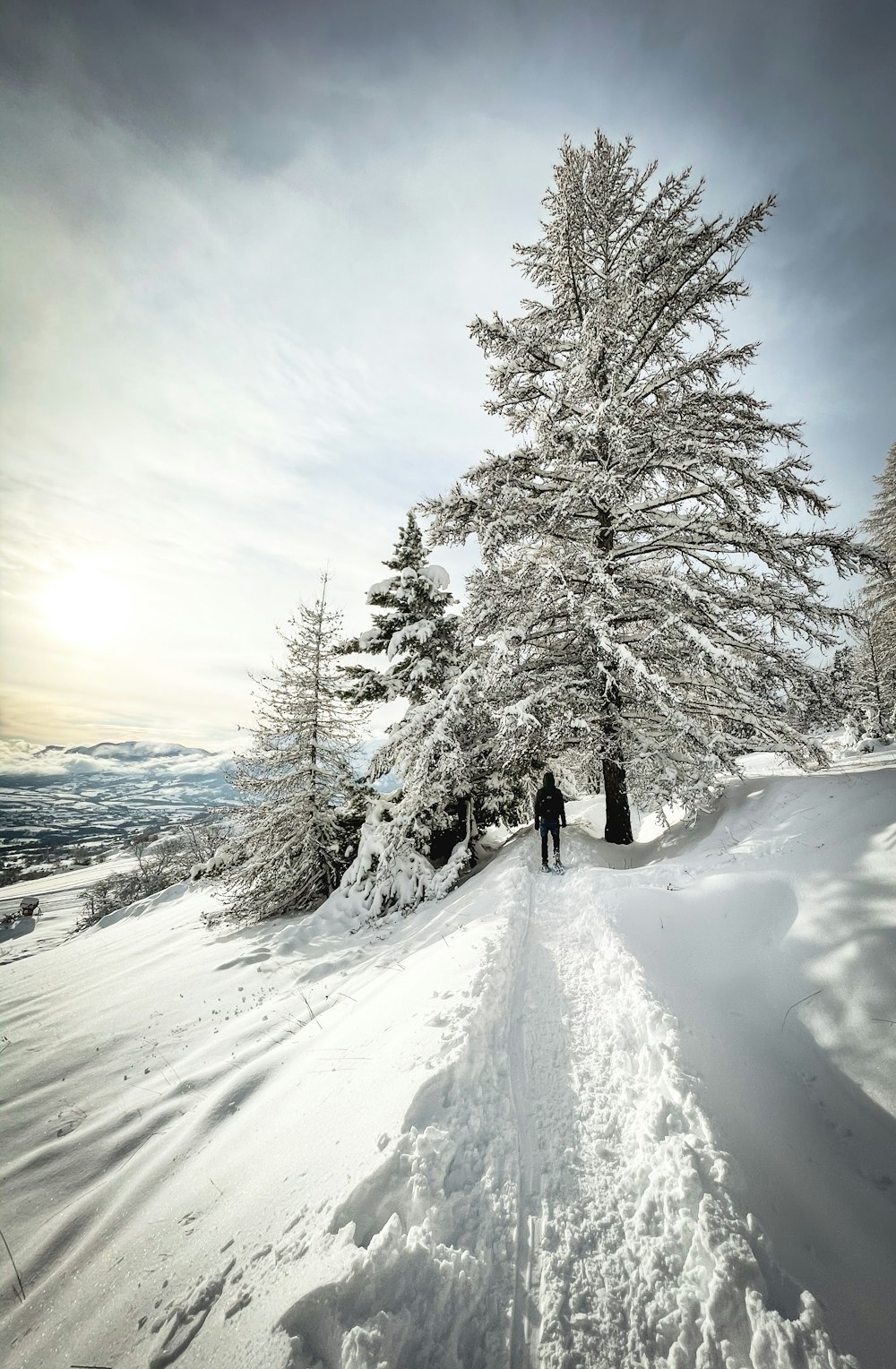 person walking on snow covered pathway between trees during daytime