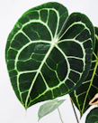 green and white leaf plant rare anthurium