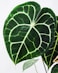 green and white leaf plant