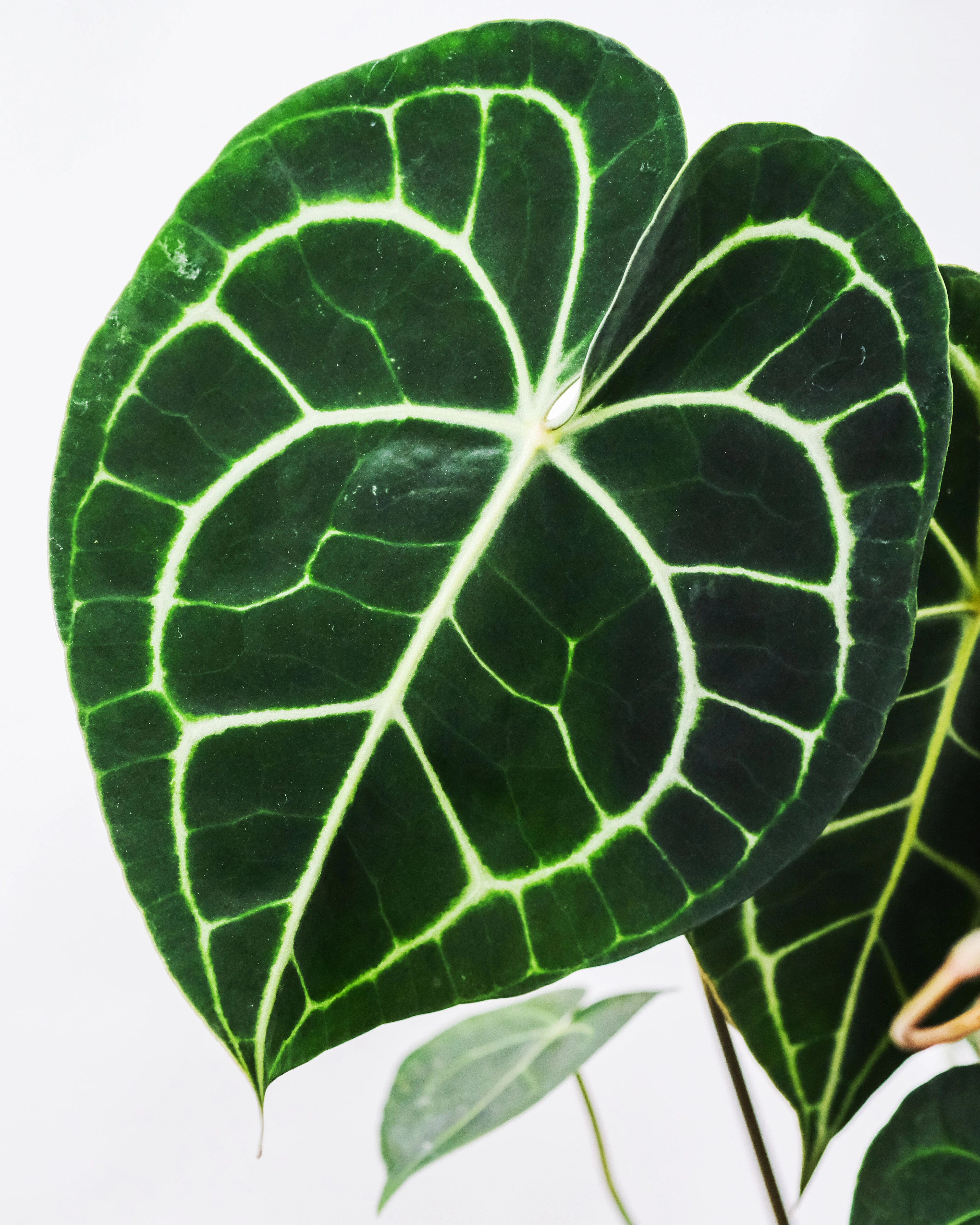 Velvet anthurium leaf with silver veins