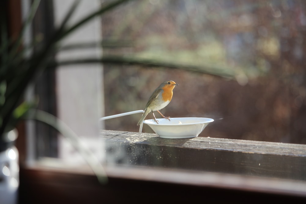 yellow bird on white ceramic bowl