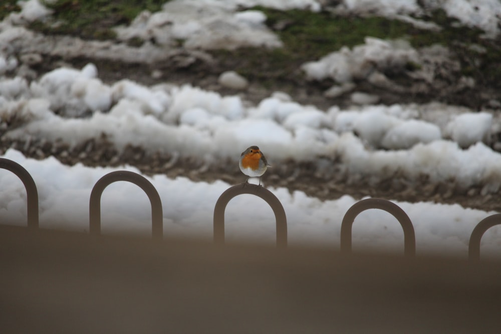 white snow on brown metal fence