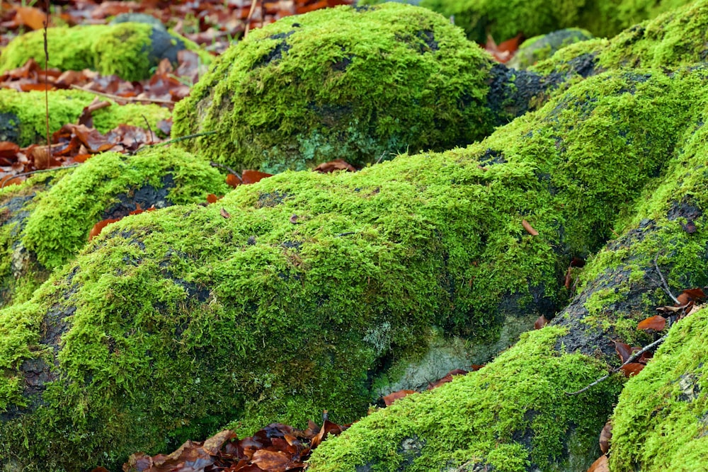 green moss on brown dried leaves