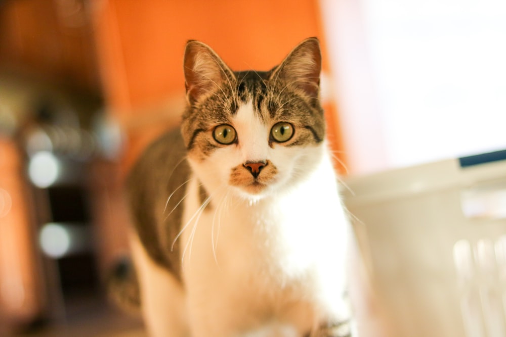 white and brown tabby cat