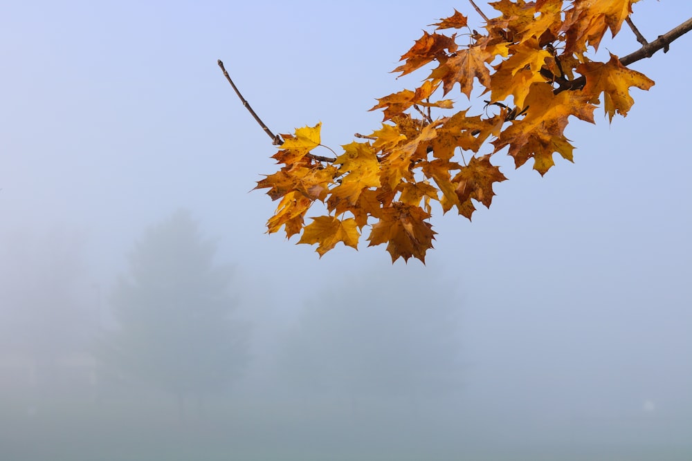 brown maple leaf on gray sky