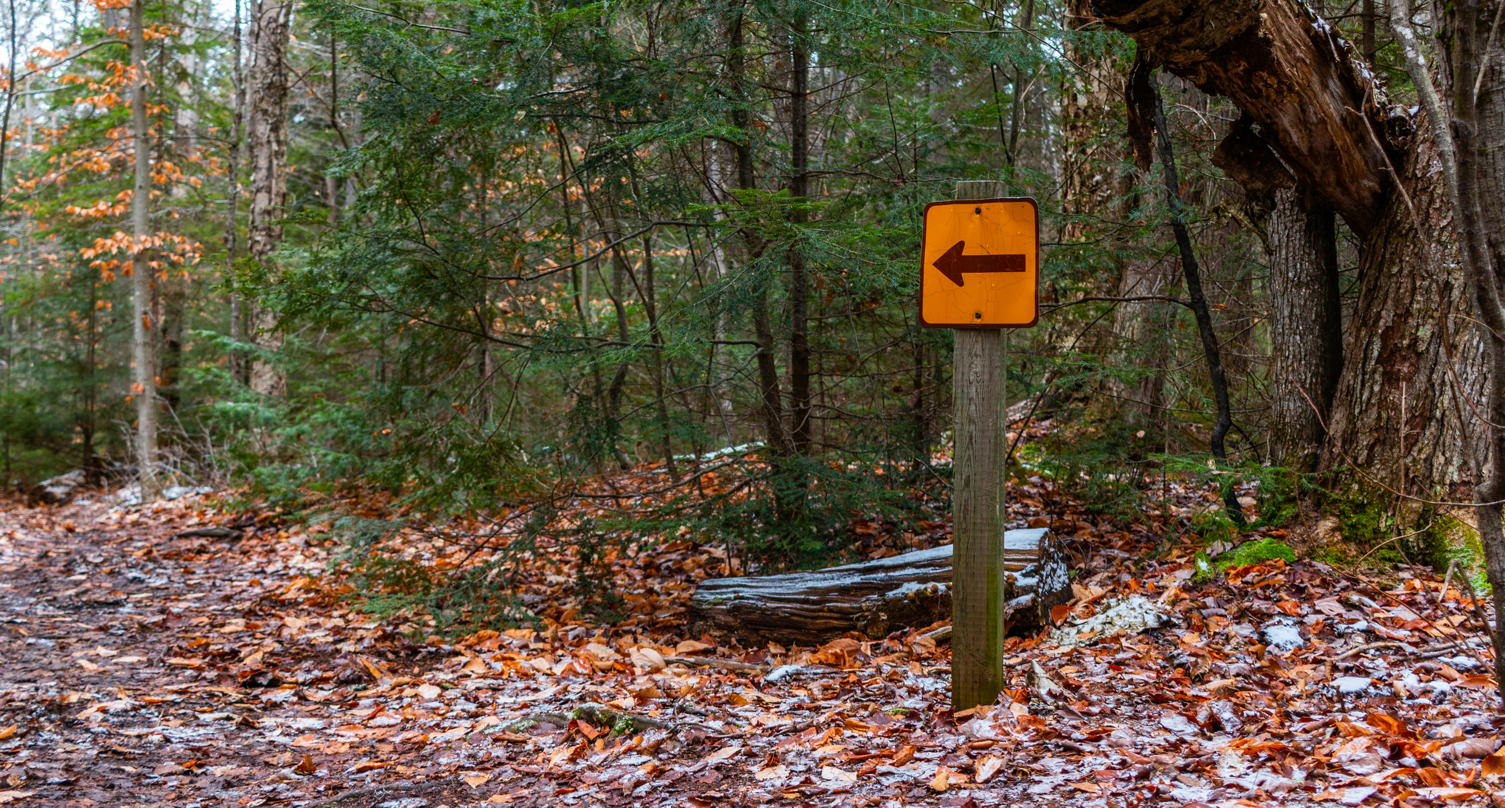 Photo by son_of_media