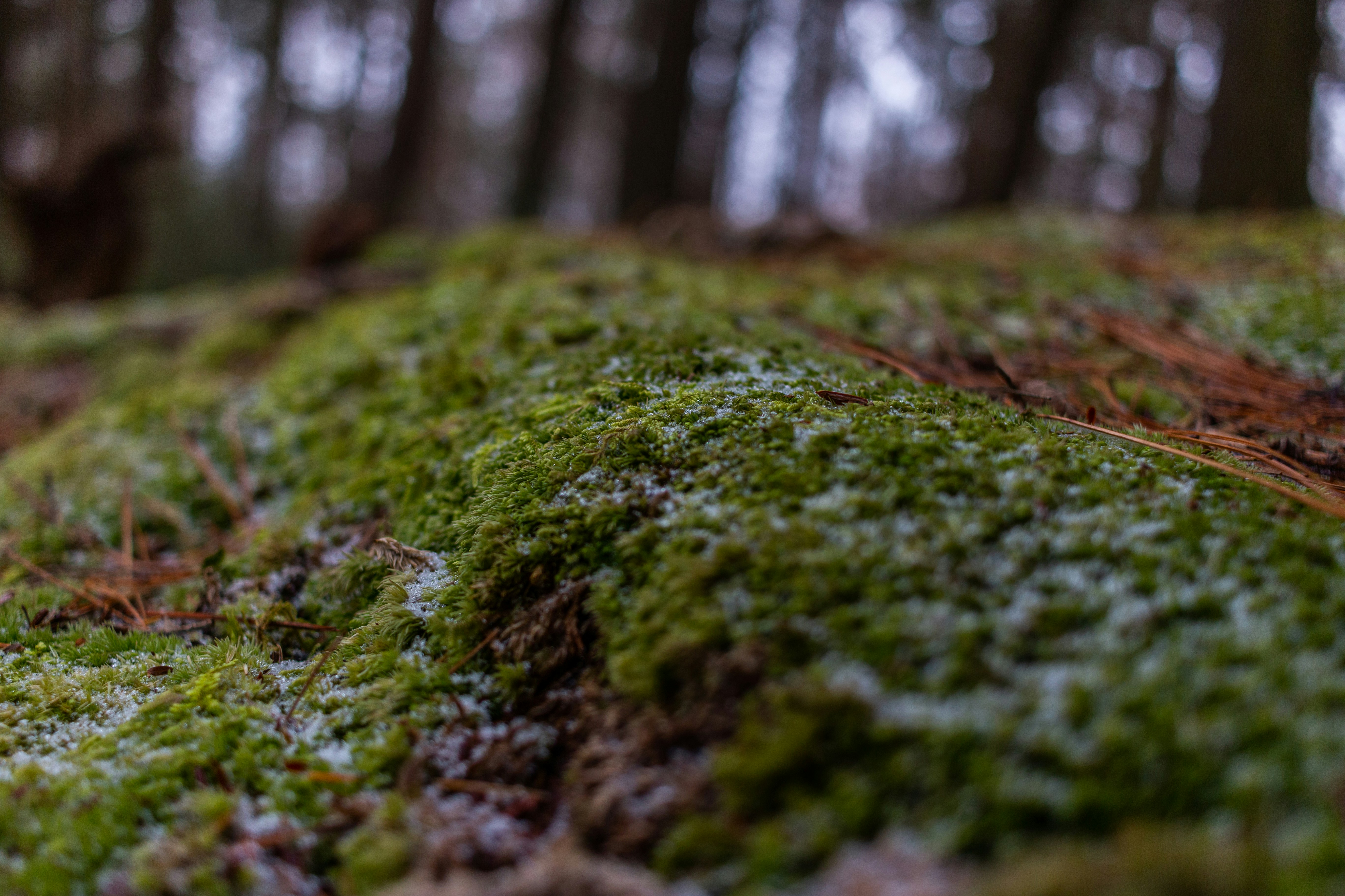 Photo by son_of_media