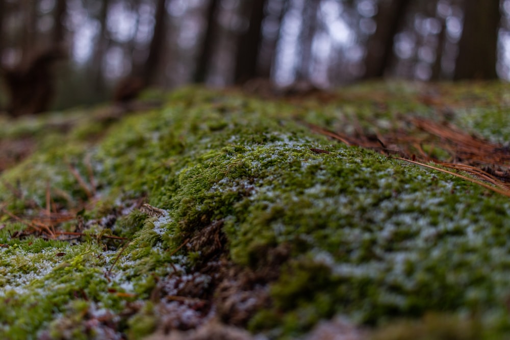 green moss on brown tree trunk