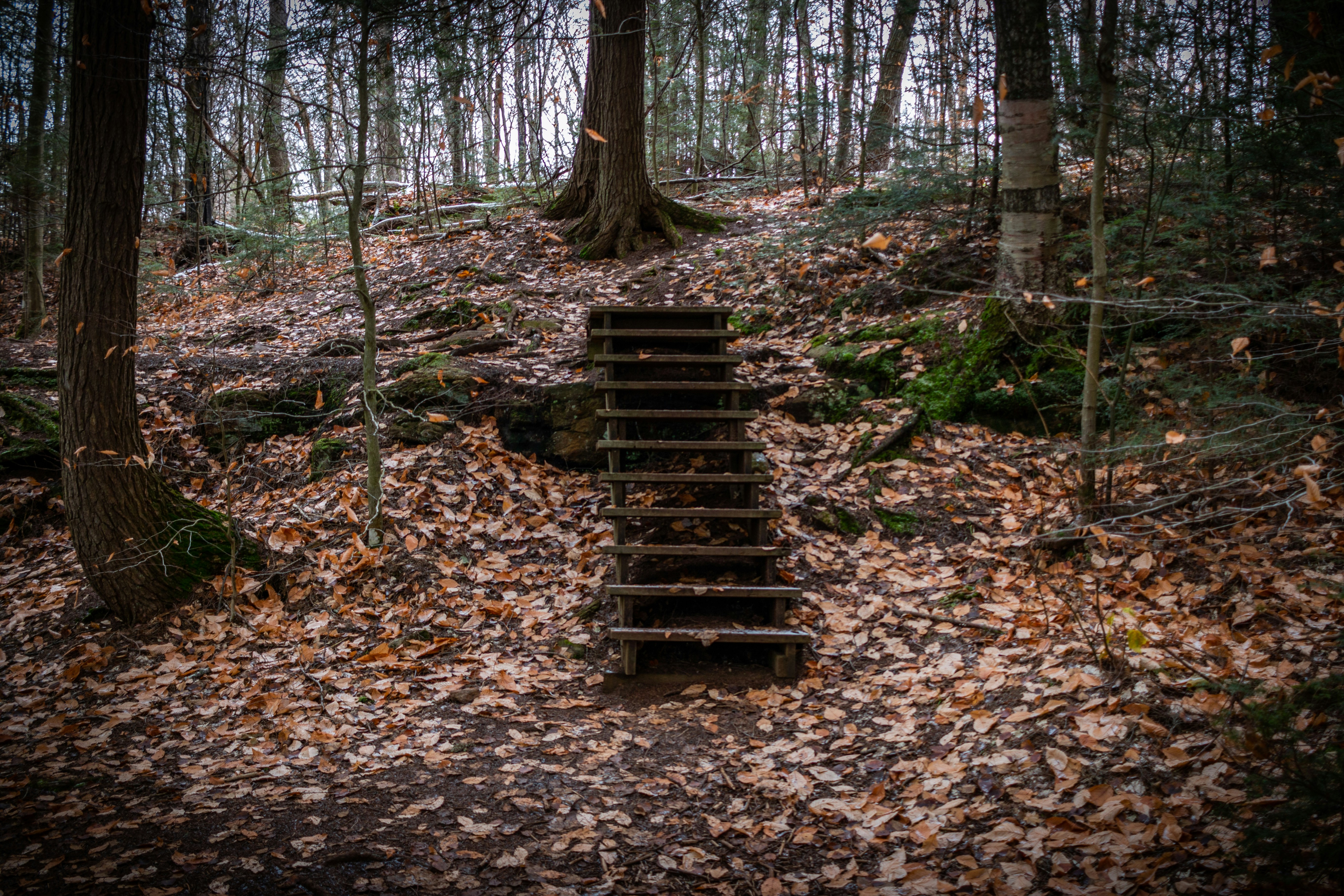 Brown Wooden Stairs In The Middle Of The Woods Photo Free Hemlock Bluff Trail Image On Unsplash