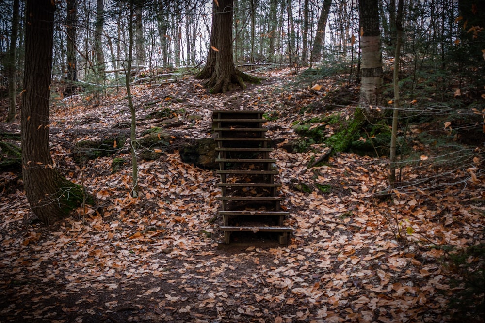 brown wooden stairs in the middle of the woods
