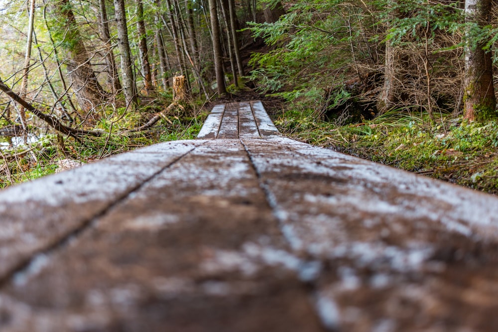 brown wooden pathway between green trees during daytime