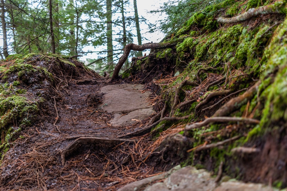 brown tree trunk on brown soil