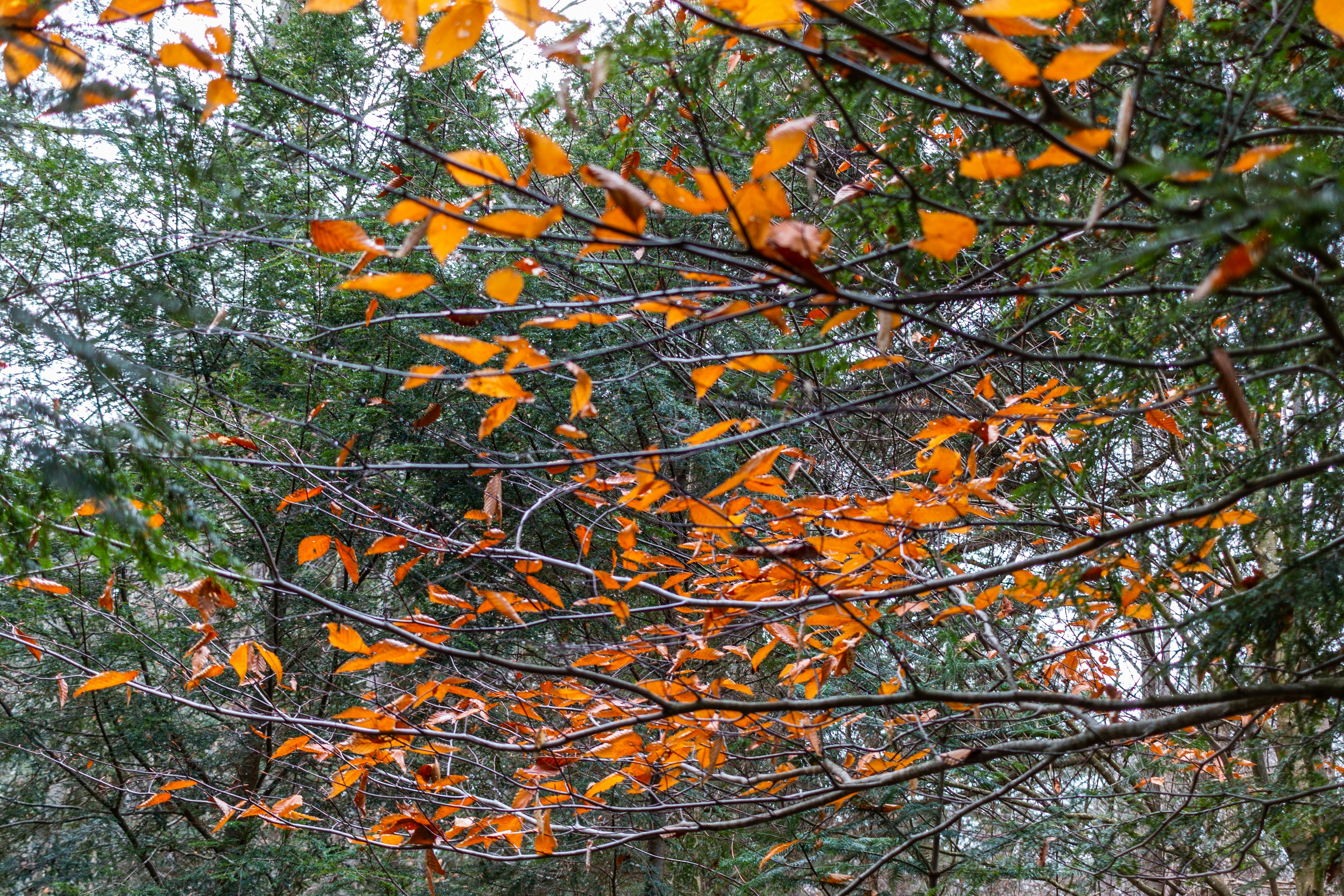 Photo by son_of_media