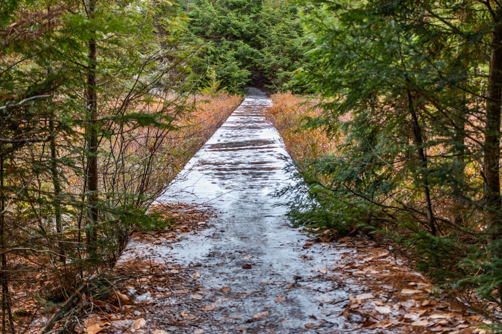 gray dirt road between green trees during daytime