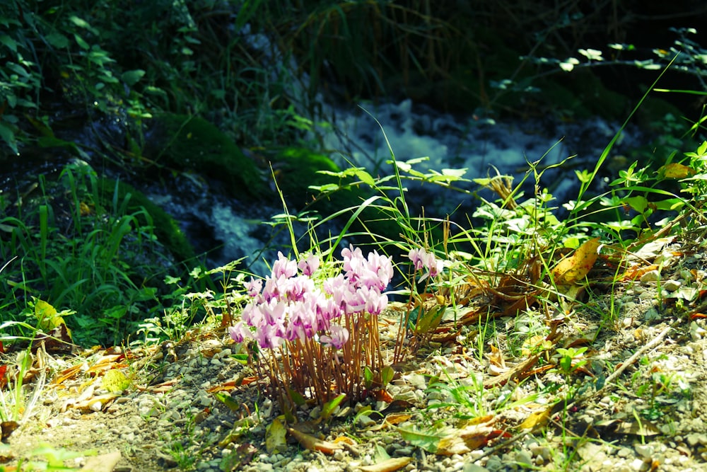 purple flowers on green grass