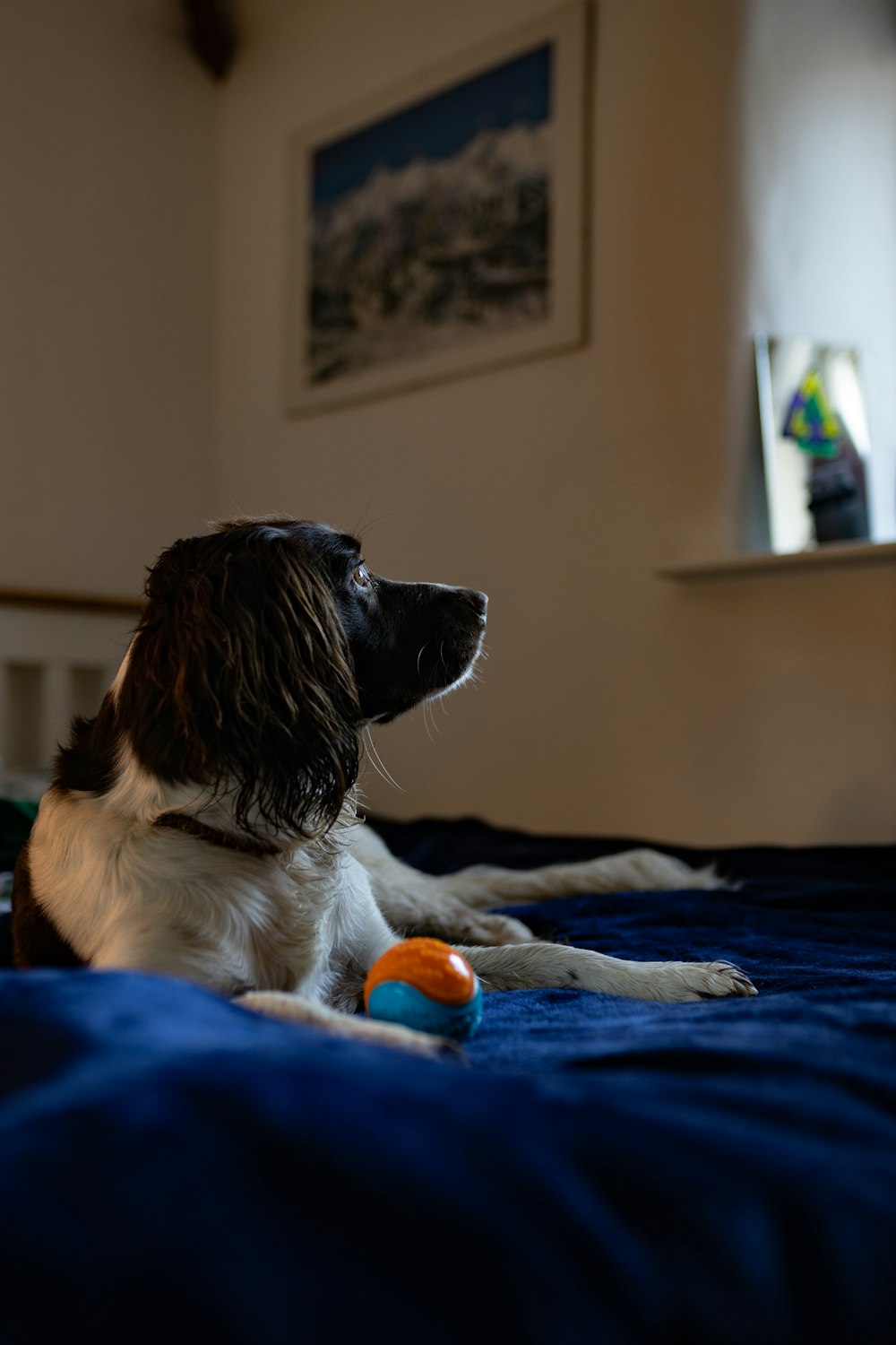 white and black border collie lying on blue textile