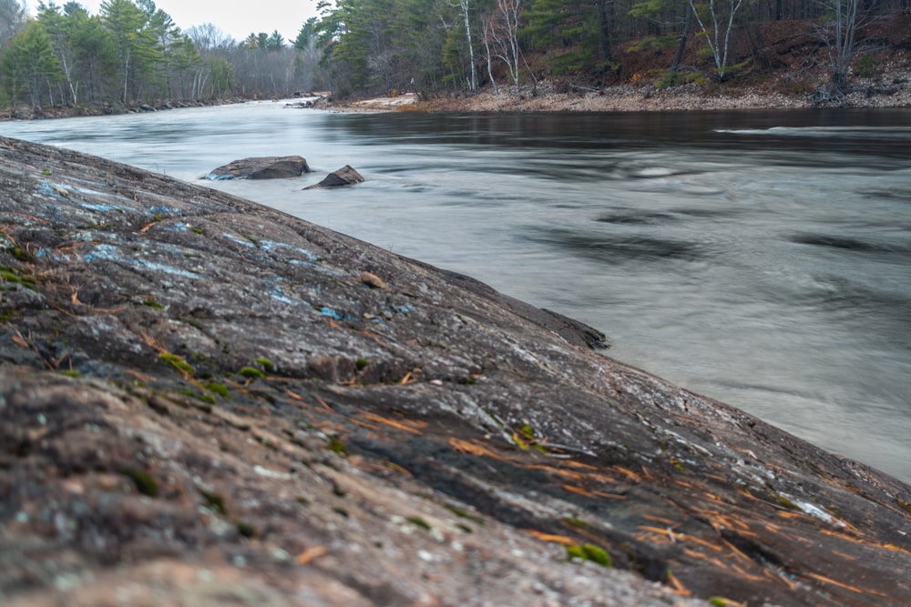 brown tree log on river