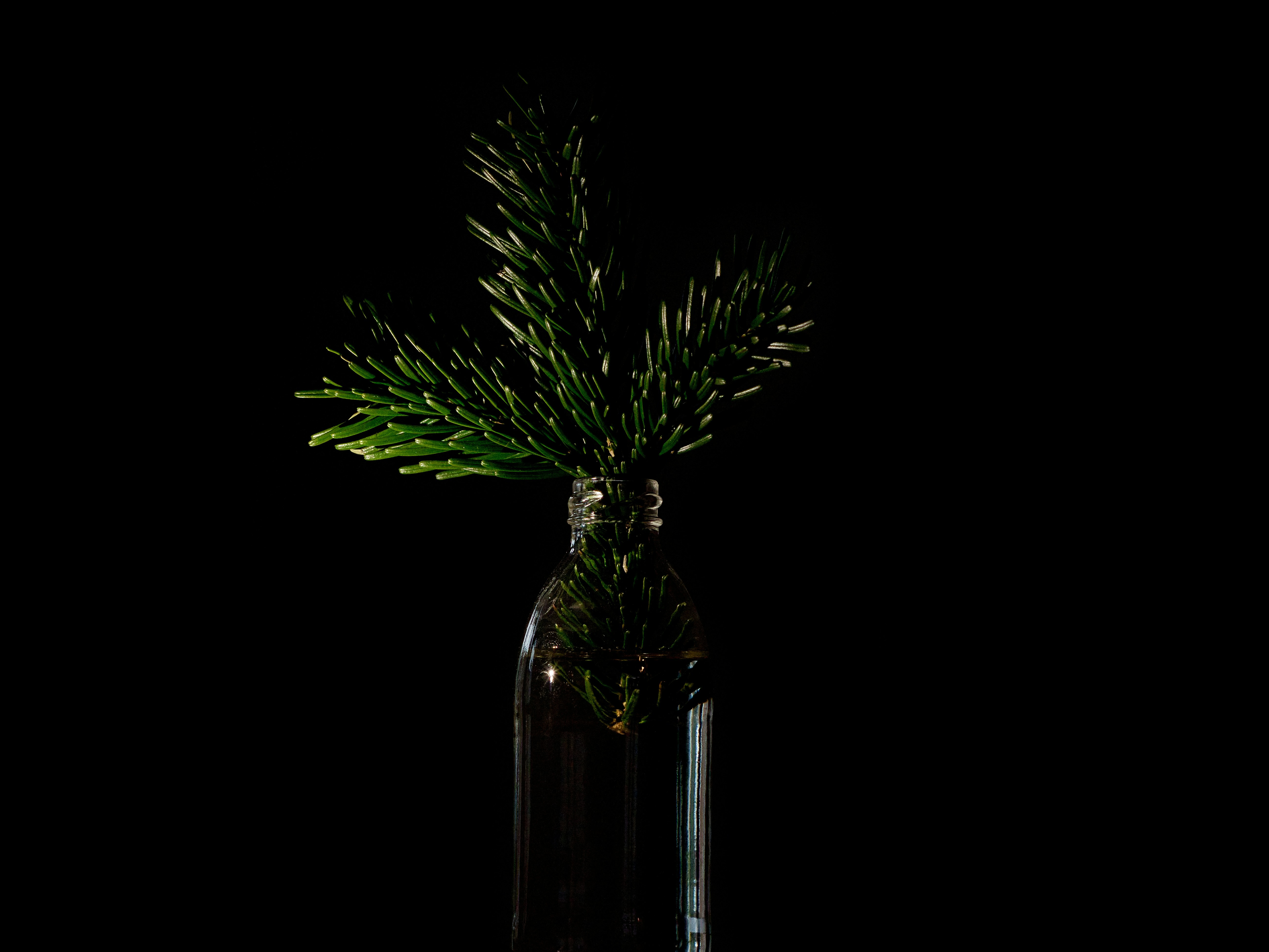 Xmas branch on a black background