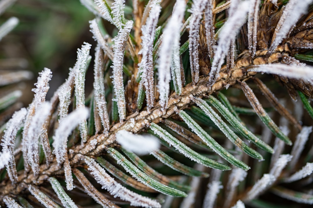 brown and white plant stem