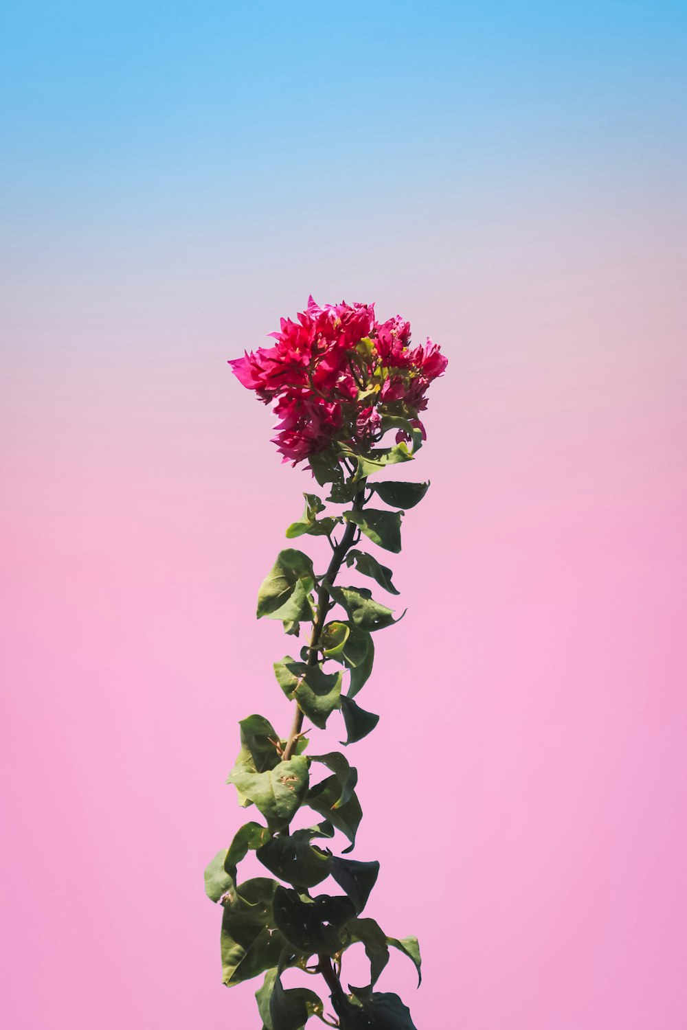 green and pink flower with pink background