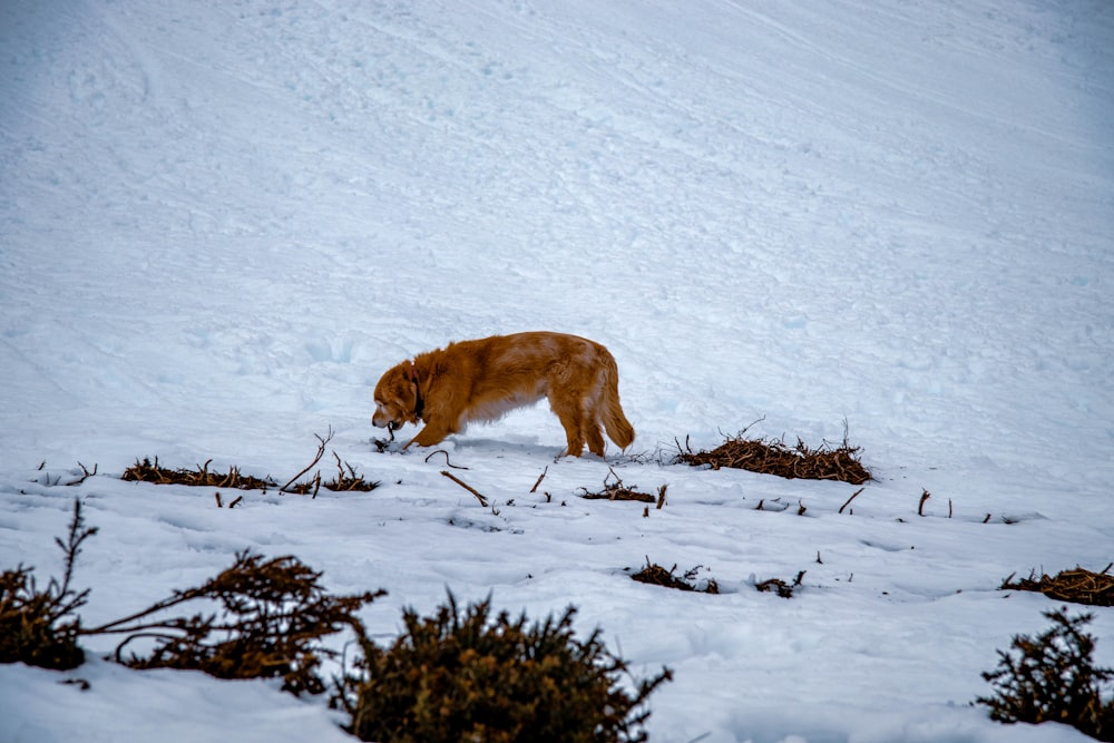 brown dog lying on snow covered ground during daytime