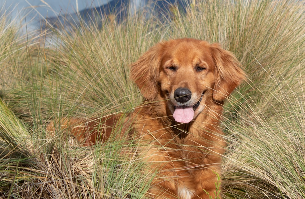 golden retriever on green grass field during daytime