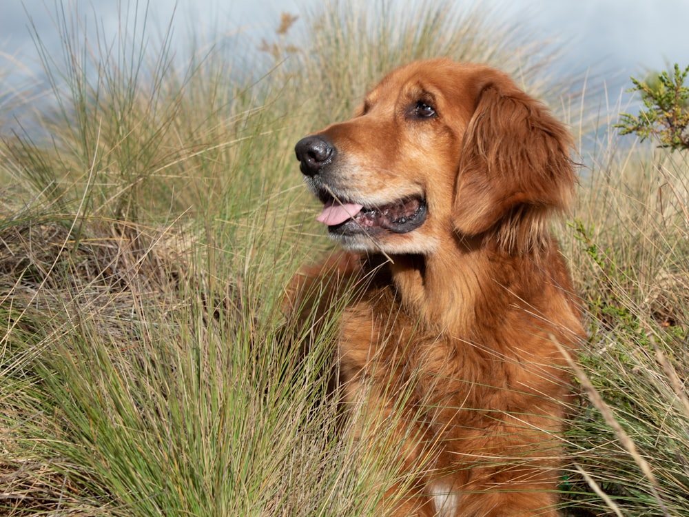 golden retriever on green grass field during daytime