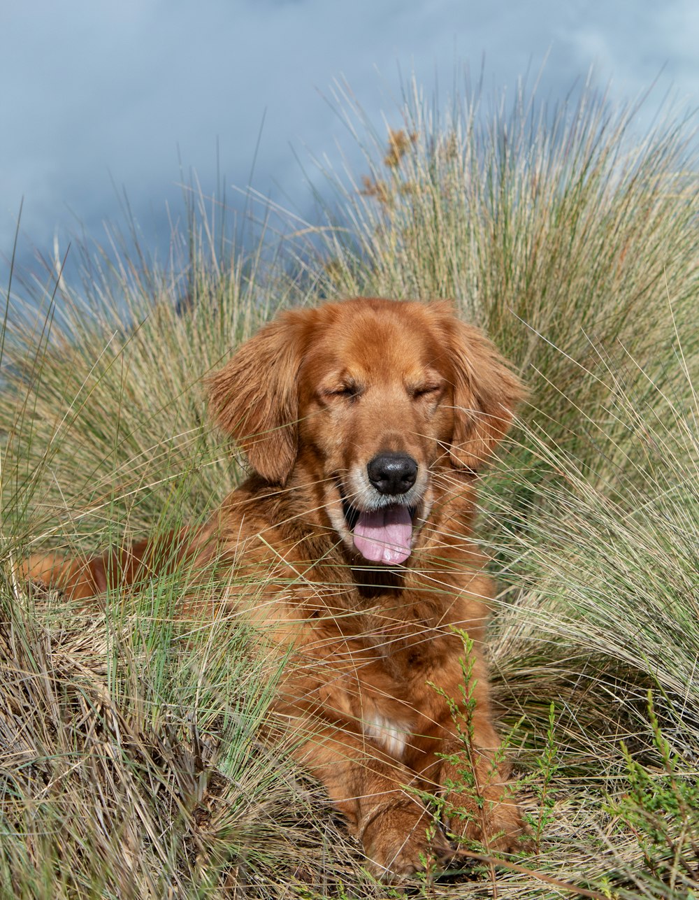 golden retriever puppy on green grass field during daytime