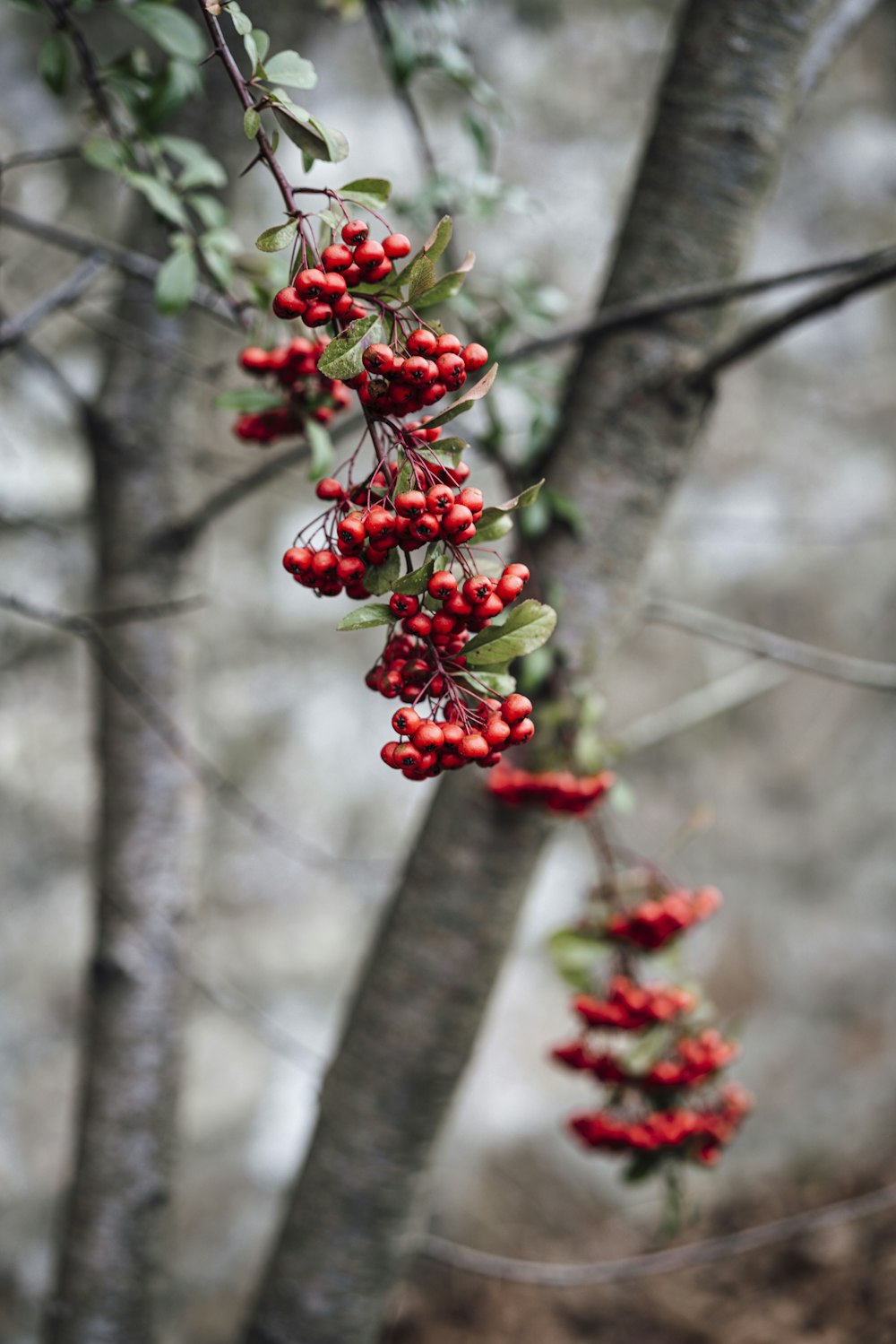 red and green round fruits on tree branch