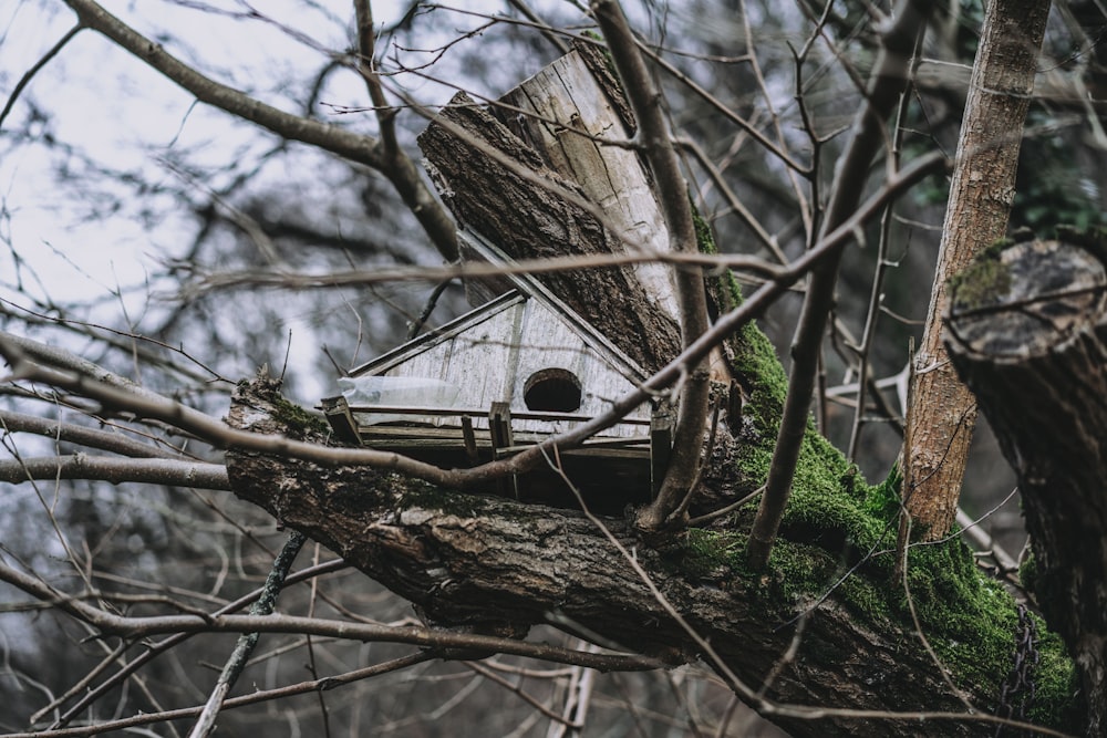 brown wooden bird house on brown tree branch during daytime