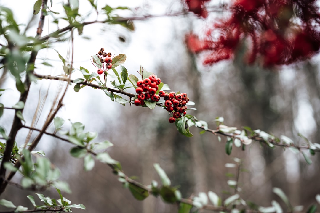 red and brown round fruits on tree branch